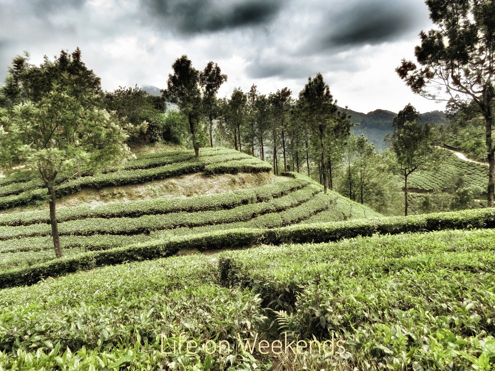 Munnar, Kerala 
