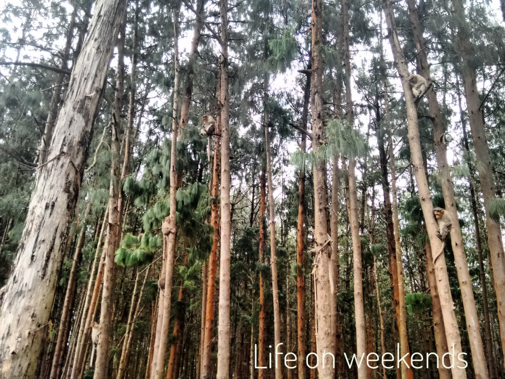 Pine forests of Kodai Kanal