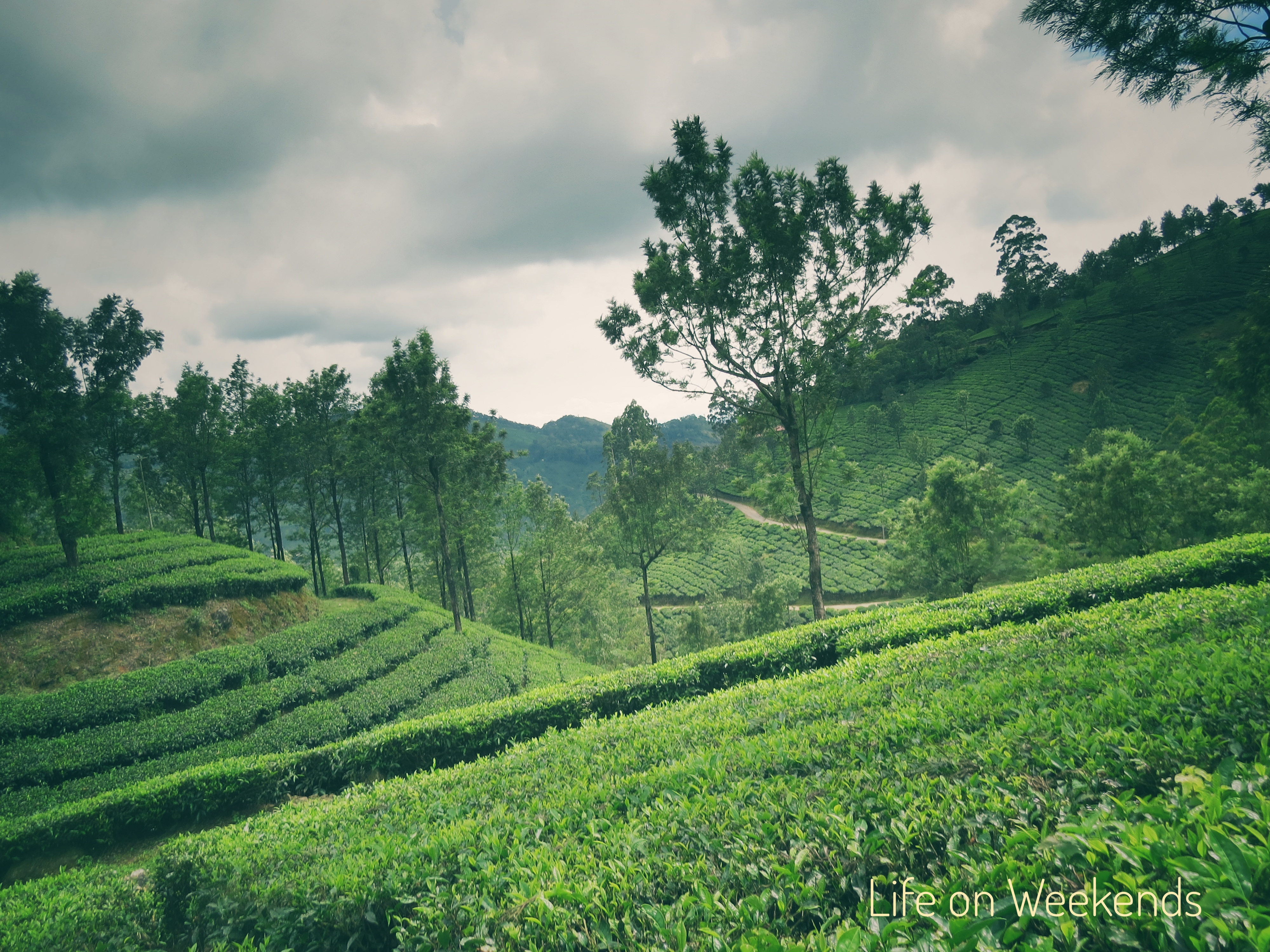 the green hills of Munnar