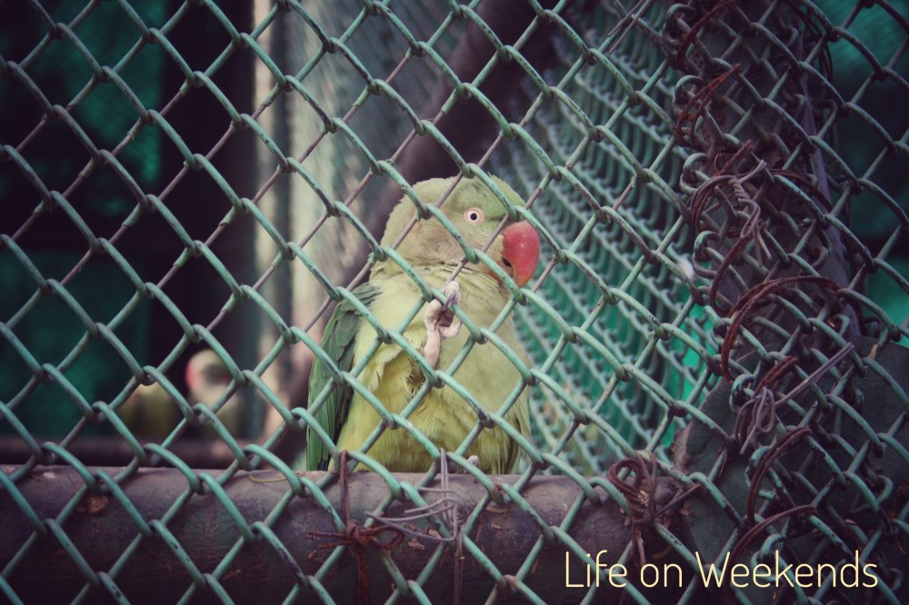 parrot, national zoo