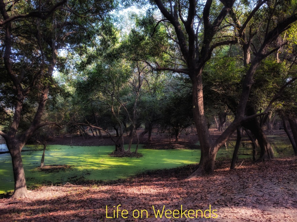 Bharatpur bird sanctuary @Life on Weekends