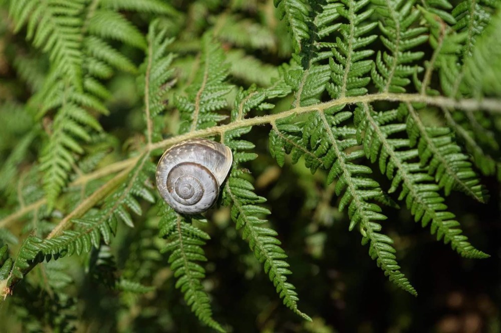 Chikmagalur, Karnataka