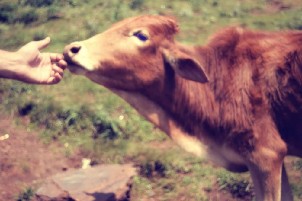 Chikmagalur, Karnataka