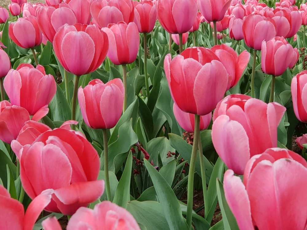 6AD826E3-FCA8-4645-BB56-562710EF459C