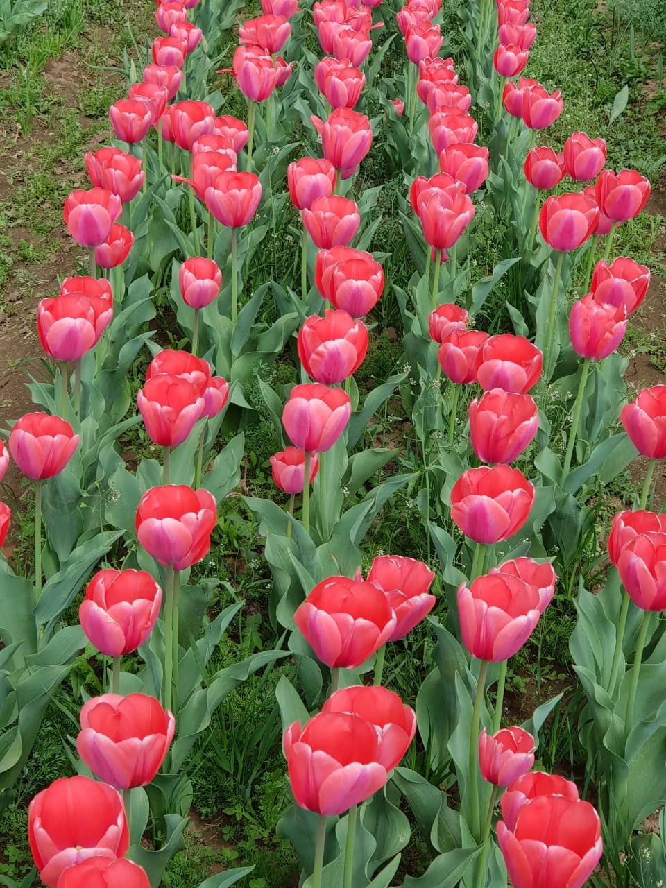 A85BE972-BF4D-4697-9A5F-3917094D25A2