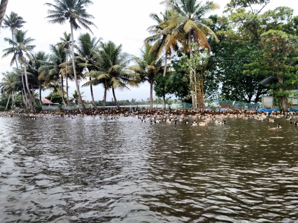 Allepey backwaters, Kerala