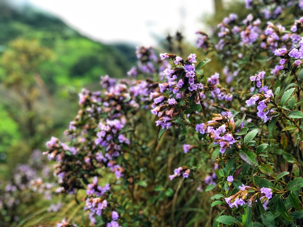 Neelakurinji, Munnar, Kerala