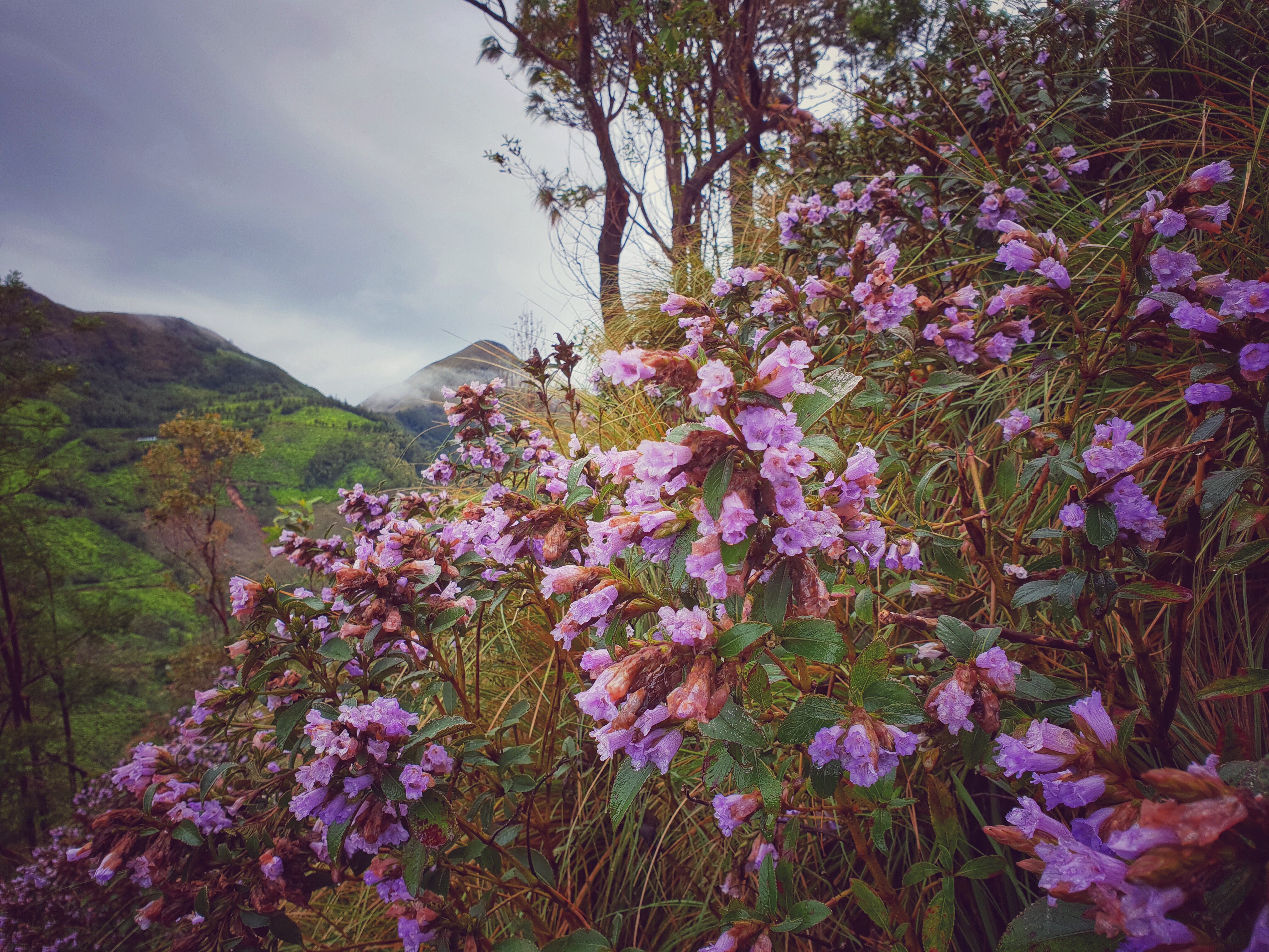 Neelakurinji, Munnar, Kerala 