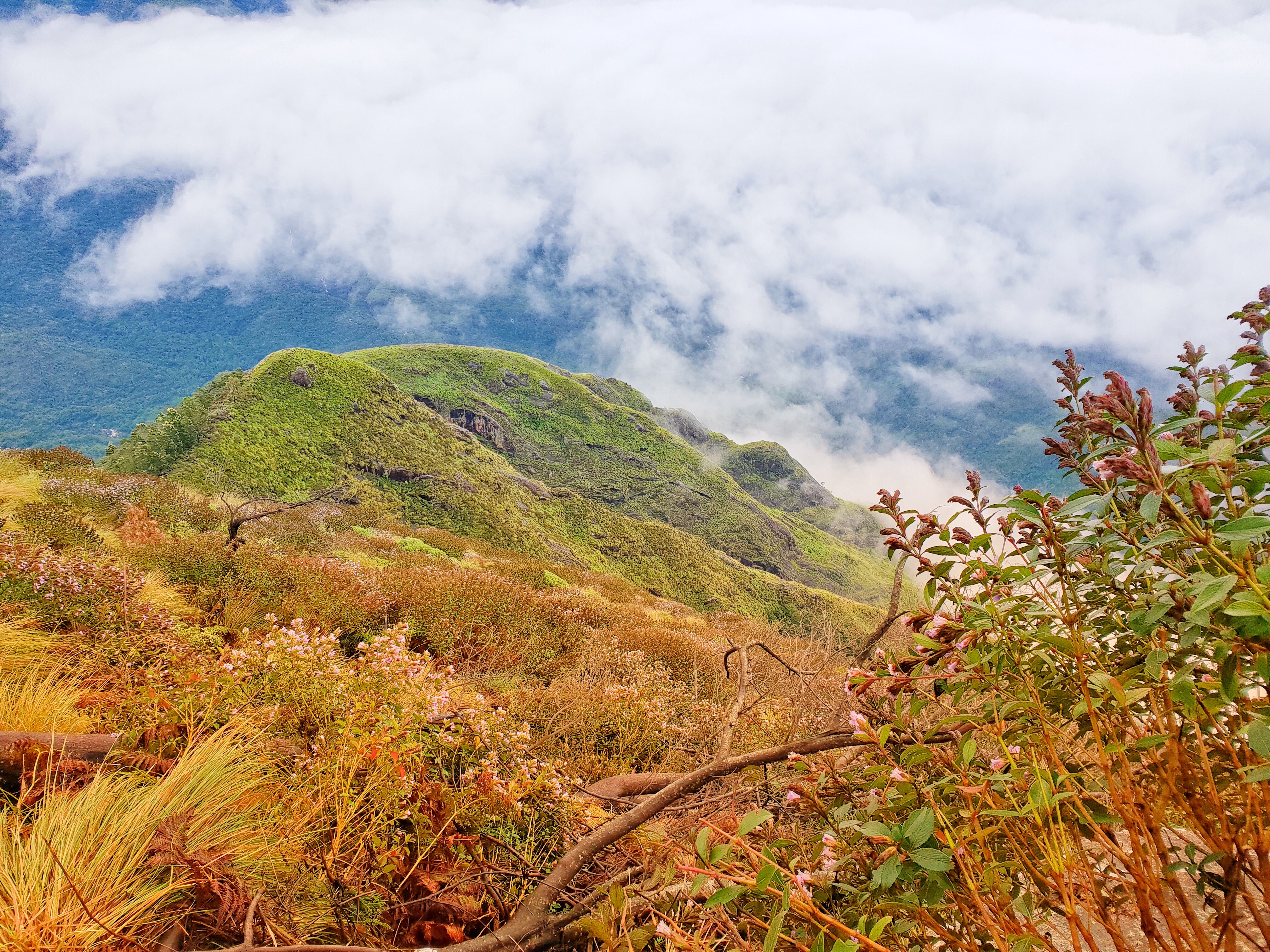 Neelakurinji, Munnar, Kerala 