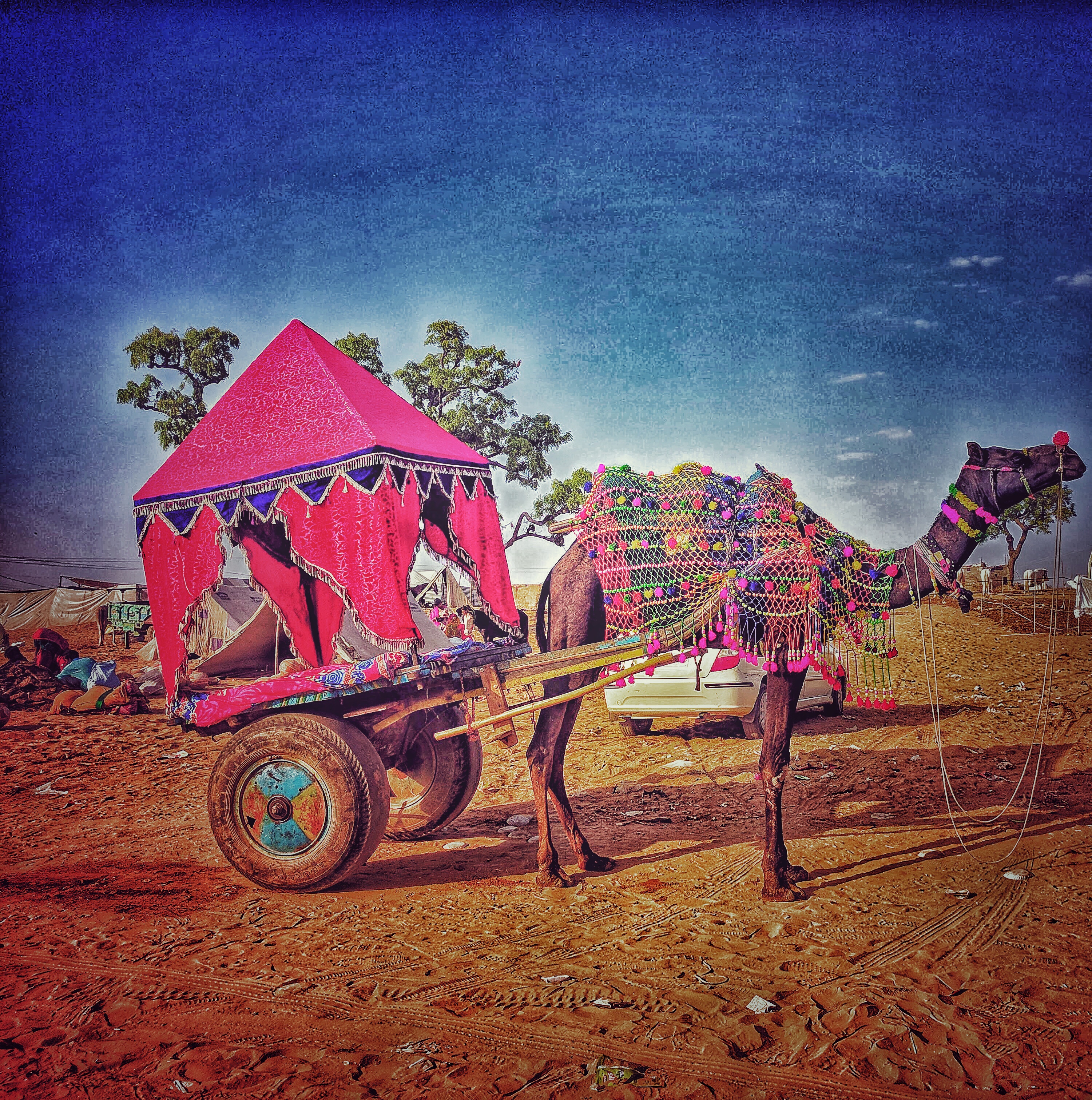 Pushkar Animal Fair, Rajasthan 